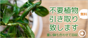 不要植物引き取りいたします