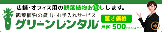 名古屋と三重県で観葉植物をお貸しします。グリーンレンタル
